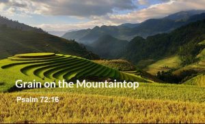 Read more about the article Grain on the Mountaintop (Psalm 72:16)