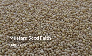 Read more about the article Mustard Seed Faith (Luke 17:5-6)