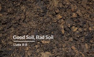 Read more about the article Good Soil, Bad Soil (Luke 8:8)