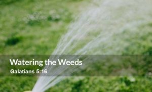 Read more about the article Watering the Weeds (Galatians 5:16)