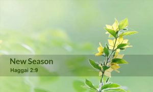 Read more about the article New Season (Haggai 2:9)