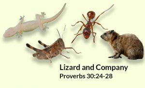 Read more about the article The Lizard and Company (Proverbs 30:24-28)